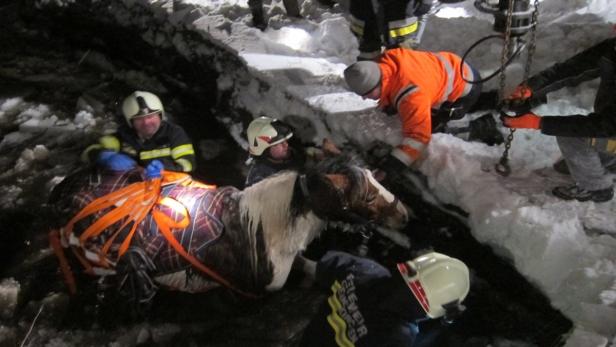 Pferd aus Fischteich in Oberösterreich gerettet