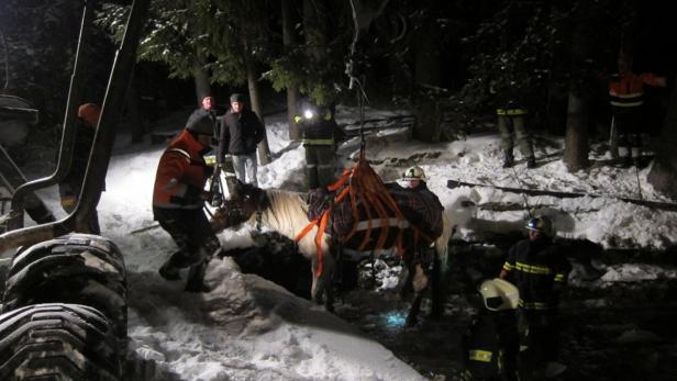 Pferd aus Fischteich in Oberösterreich gerettet