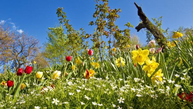 Tulpen, Narzissen und andere Frühlingsblumen blühen in einem Garten.