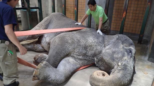 Japans "beliebtester Elefant" Hanako in Tokio gestorben