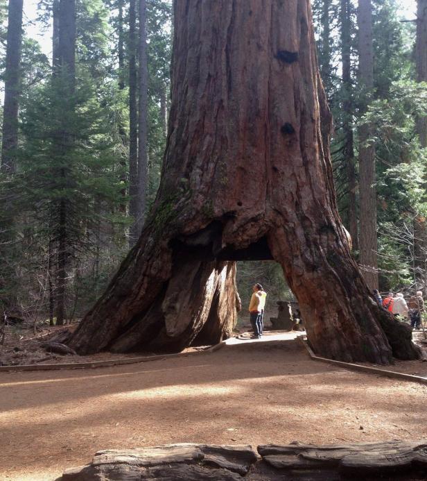 Touristen-Attraktion "Pioneer Cabin Tree" im Calaveras-Park von Unwetter gefällt