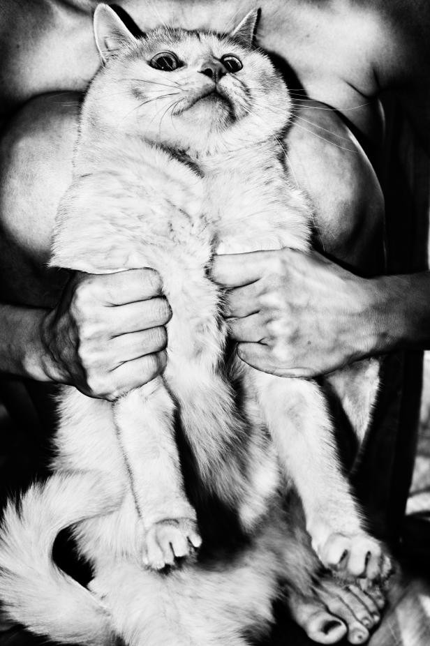 Ein Mann hält eine Katze im Arm.