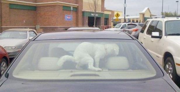 Ein weißer Hund sitzt auf der Rückbank eines Autos.