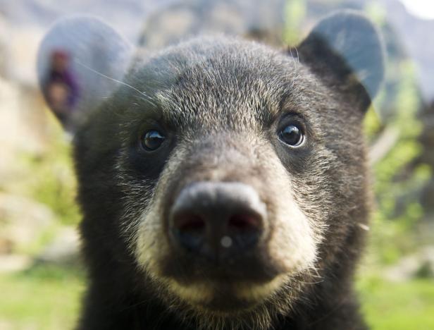 Was ein Stachelschwein mit Bigfoot zu tun hat