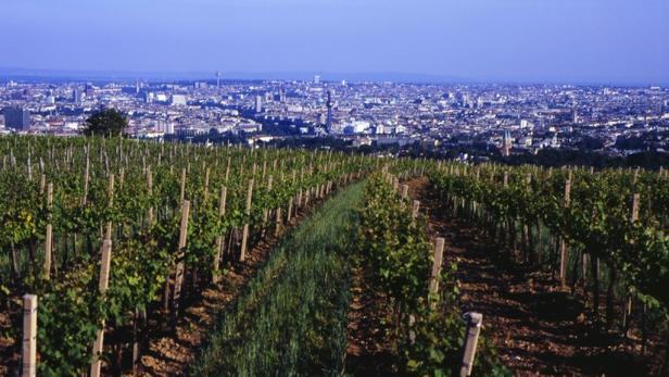 Umfrage: Wein und Wien