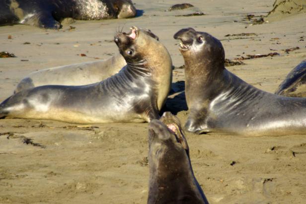 Diese Tiere sind Überlebenskünstler