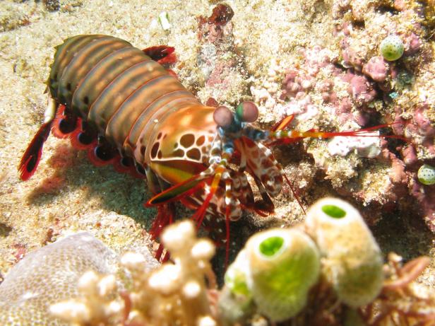 Diese Tiere sind Überlebenskünstler