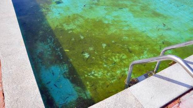 Ein Schwimmbecken ist mit Algen und Schmutz bedeckt.