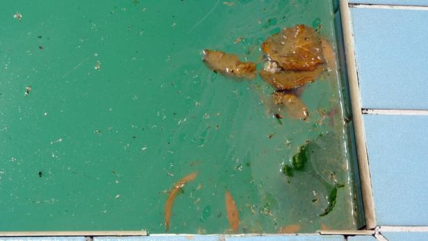 Verunreinigungen und Blätter schwimmen im trüben Wasser eines Pools.