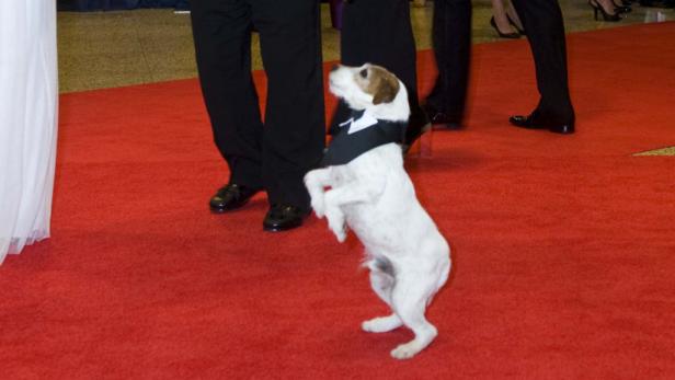Ein Jack Russell Terrier in einem Smoking steht auf einer roten Teppichveranstaltung auf seinen Hinterbeinen.