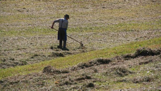 Ein Mann mit Hut und Hosenträgern harkt Heu auf einer Wiese.