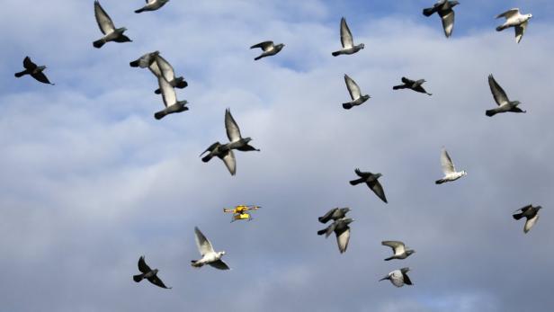Eine gelbe Drohne fliegt zwischen einer Gruppe von Tauben am Himmel.
