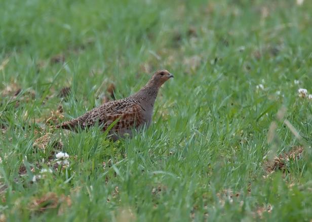 Vögel vs. Fußballer: Wer fliegt schneller, höher und weiter?