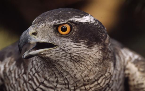 Vögel vs. Fußballer: Wer fliegt schneller, höher und weiter?