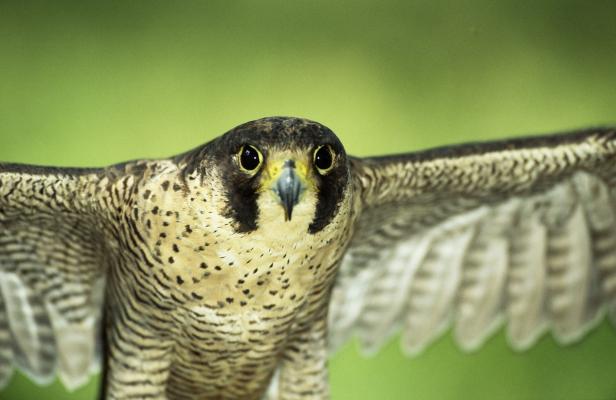 Vögel vs. Fußballer: Wer fliegt schneller, höher und weiter?