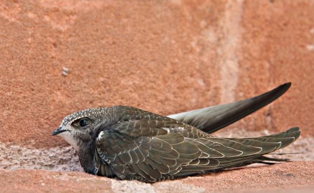 Vögel vs. Fußballer: Wer fliegt schneller, höher und weiter?