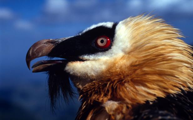 Vögel vs. Fußballer: Wer fliegt schneller, höher und weiter?