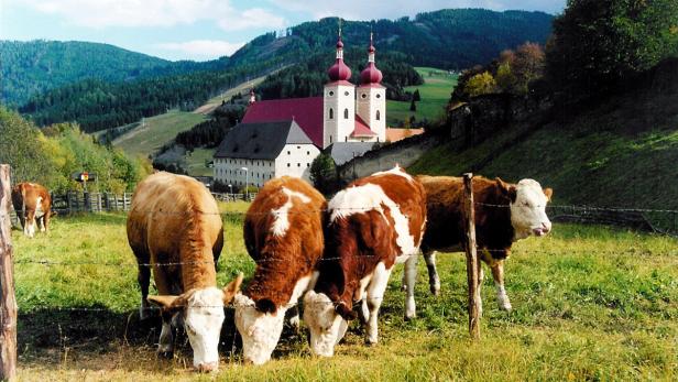 Kühe grasen auf einer Weide vor dem Stift St. Georgen am Längsee.