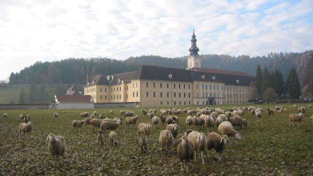 Eine Schafherde grast vor dem Stift Rein in der Steiermark.