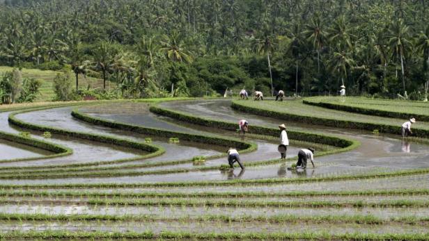 Im ewigen Sommer Indonesiens