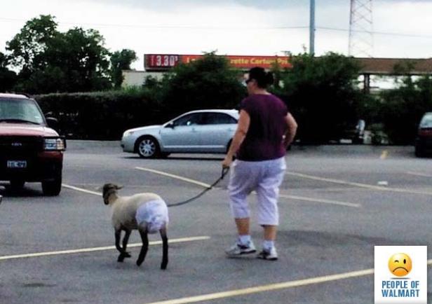 Eine Frau führt ein Schaf mit Windel auf einem Parkplatz an der Leine.