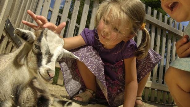 Ein Mädchen streichelt eine kleine Ziege in einem Streichelzoo.
