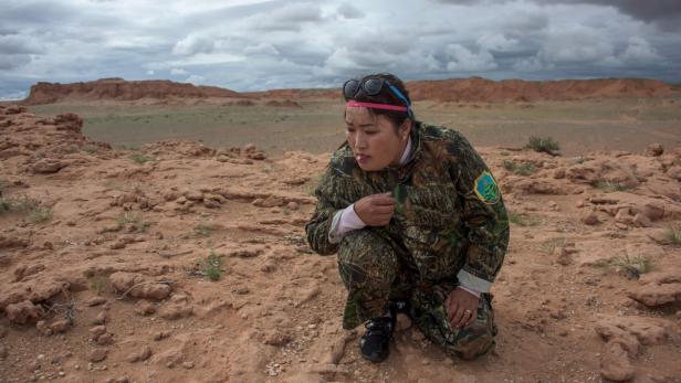Dinosaurier-Schädel verschwunden: Mongolei kämpft gegen Fossiliendiebe