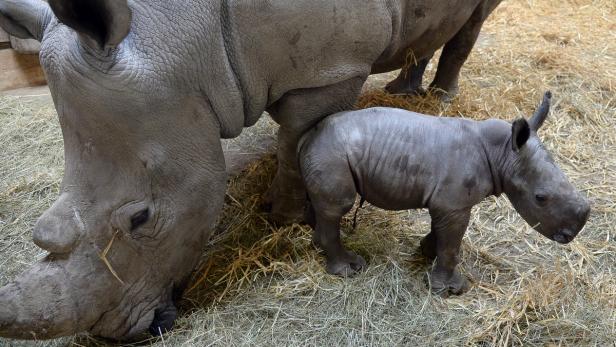 Salzburg freut sich über Nashorn-Nachwuchs