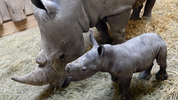 Salzburg freut sich über Nashorn-Nachwuchs