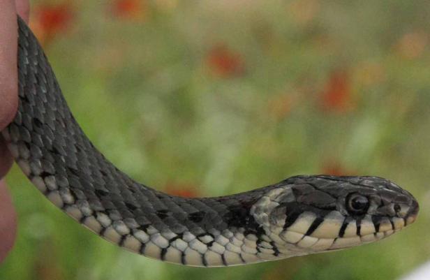 Eine Ringelnatter wird von einer Hand gehalten.