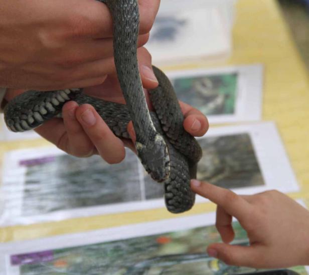 Eine Ringelnatter wird von einer Person gehalten, während ein Kind sie berührt.