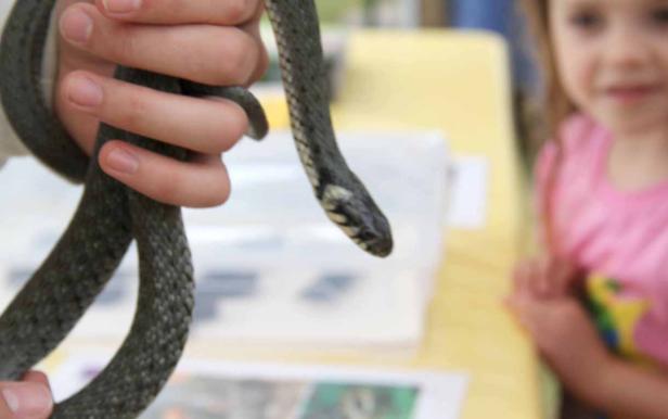 Eine Hand hält eine Ringelnatter, während ein kleines Mädchen zusieht.
