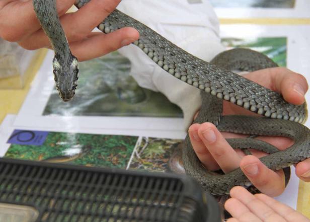 Eine graue Schlange wird von einer Person in der Hand gehalten.