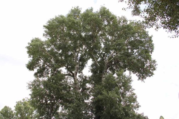 Ein großer Baum mit grünen Blättern und weißer Rinde steht im Freien.