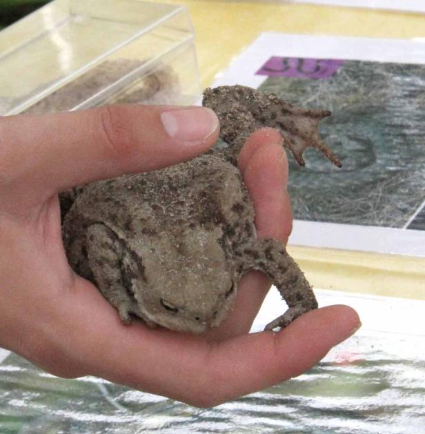 Eine Hand hält eine braun gefleckte Kröte.