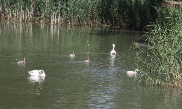 Eine Schwanenfamilie schwimmt auf einem ruhigen Gewässer.