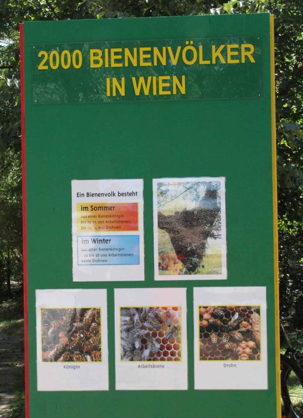 Eine Informationstafel über 2000 Bienenvölker in Wien mit Bildern von Bienenkönigin, Arbeitsbiene und Drohn.