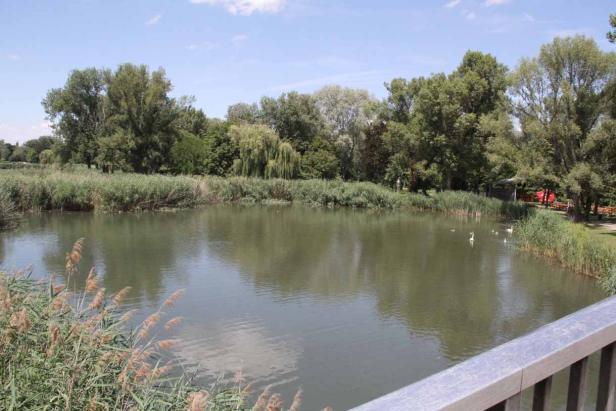 Ein ruhiger See, umgeben von Bäumen und Schilf, mit einigen Schwänen im Wasser.