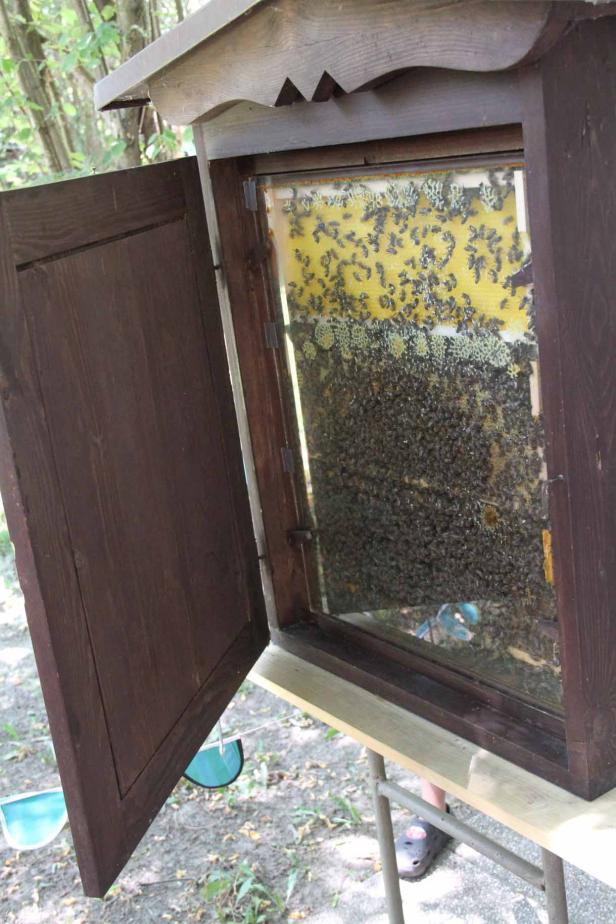 Ein hölzerner Bienenkasten mit geöffneter Tür zeigt eine dichte Bienentraube.
