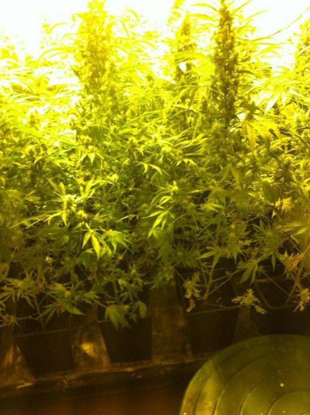 Mehrere Cannabispflanzen wachsen in Töpfen unter gelbem Licht.