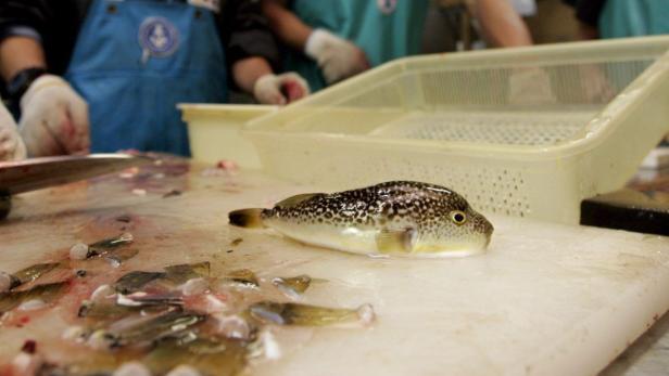 Japan: Fugu für alle