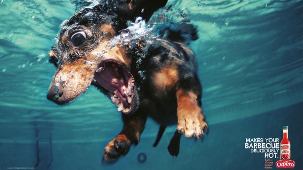 Tierisch lustig: Wenn Tiere Werbung machen