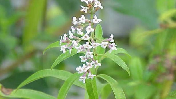 Schneller Teller: Eierschwammerl, Marillen, Verveine-Erdäpfel