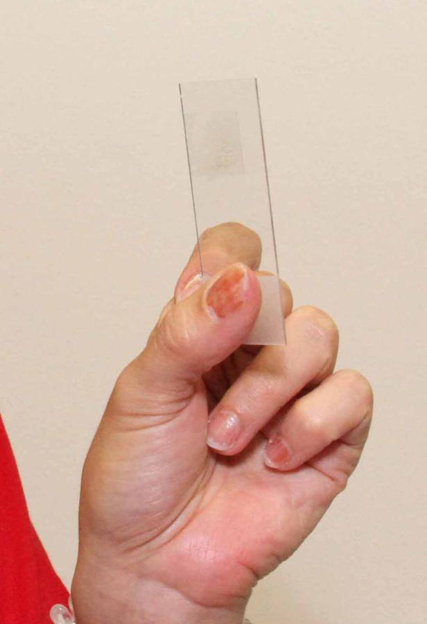 Eine Hand hält einen Objektträger vor einem hellen Hintergrund.