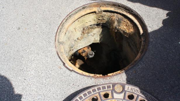 Mödling: Hund aus Kanalschacht gerettet