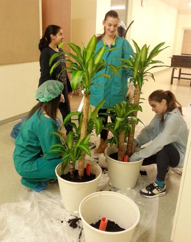 Vier Frauen pflanzen Drachenbäume in Töpfe.