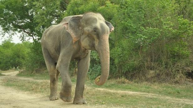 Ein Elefant geht auf einem sandigen Weg entlang.