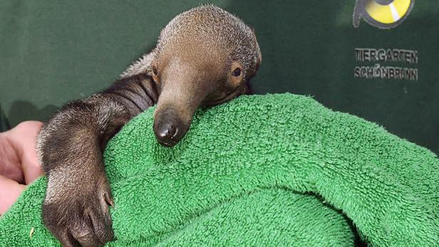 Ein junger Ameisenbär liegt auf einem grünen Tuch im Tiergarten Schönbrunn.