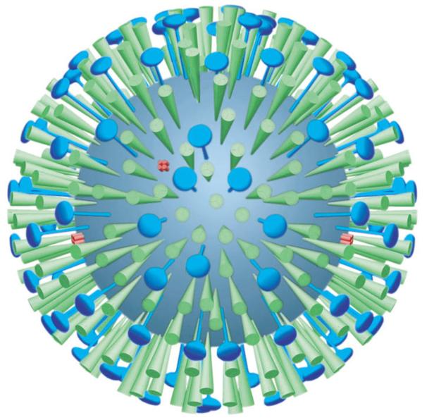 Influenza-Virus: Steckbrief des Übeltäters