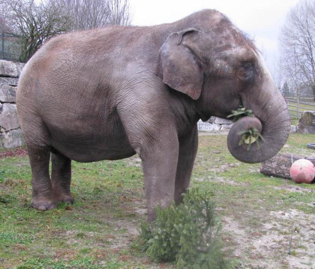 Ein Elefant frisst mit seinem Rüssel Gras in einem Gehege.